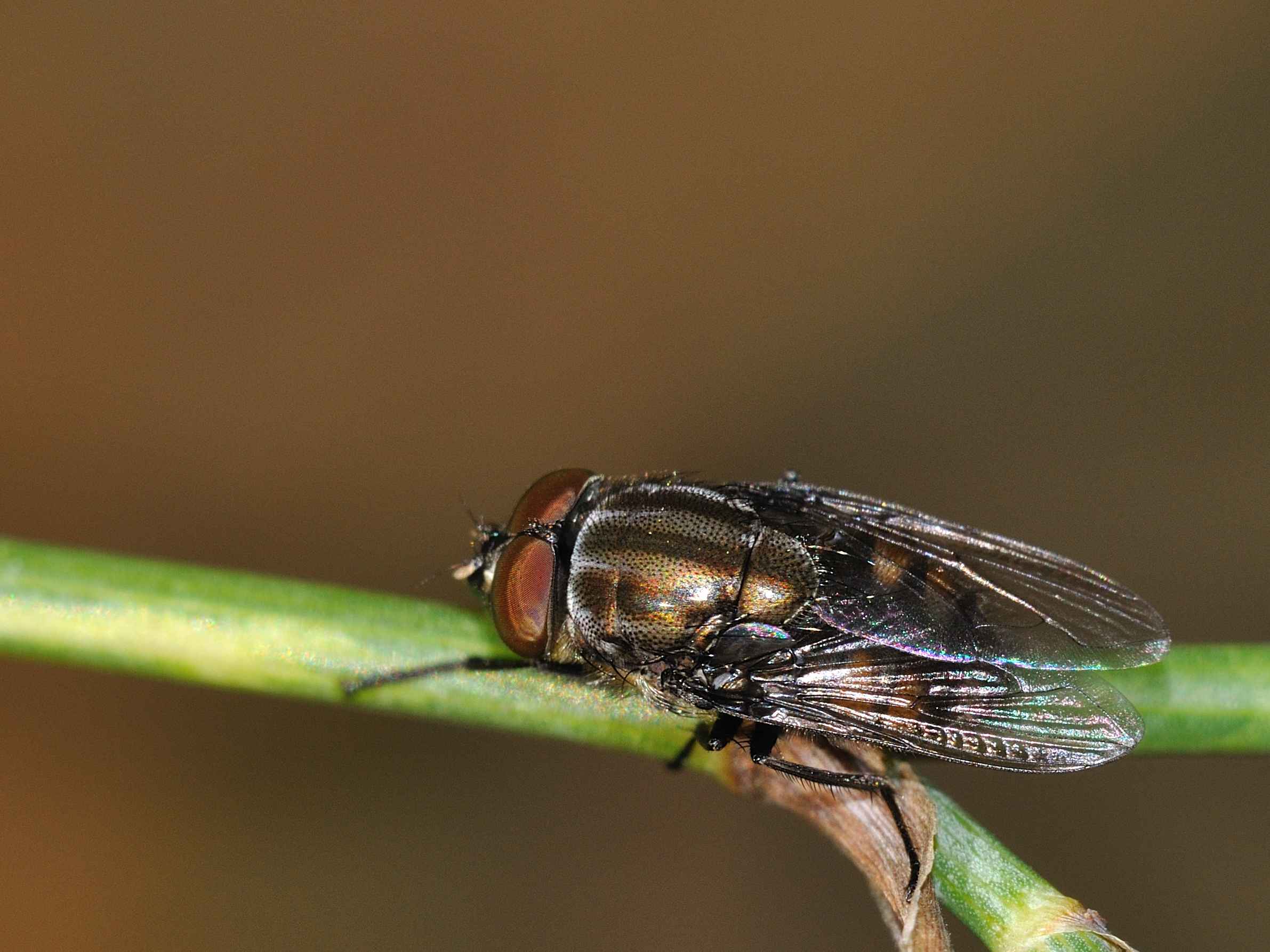 Conferma per Stomorhina lunata maschio